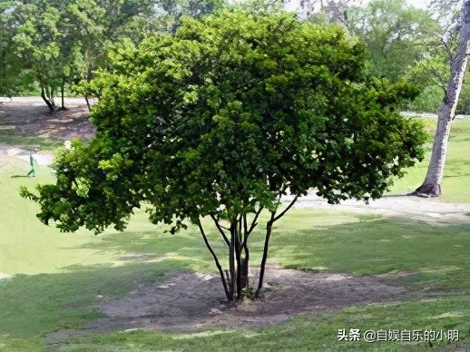 巴西足球有多无解,巴西为什么不能没有足球