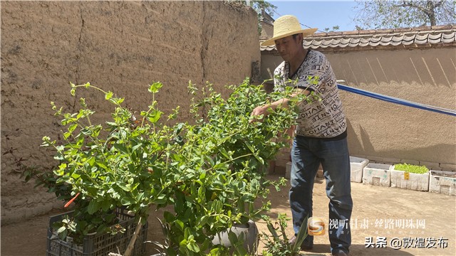 短视频丨【决战决胜脱贫攻坚】通渭李家店乡：脱贫致富的“黄金”产业——金银花