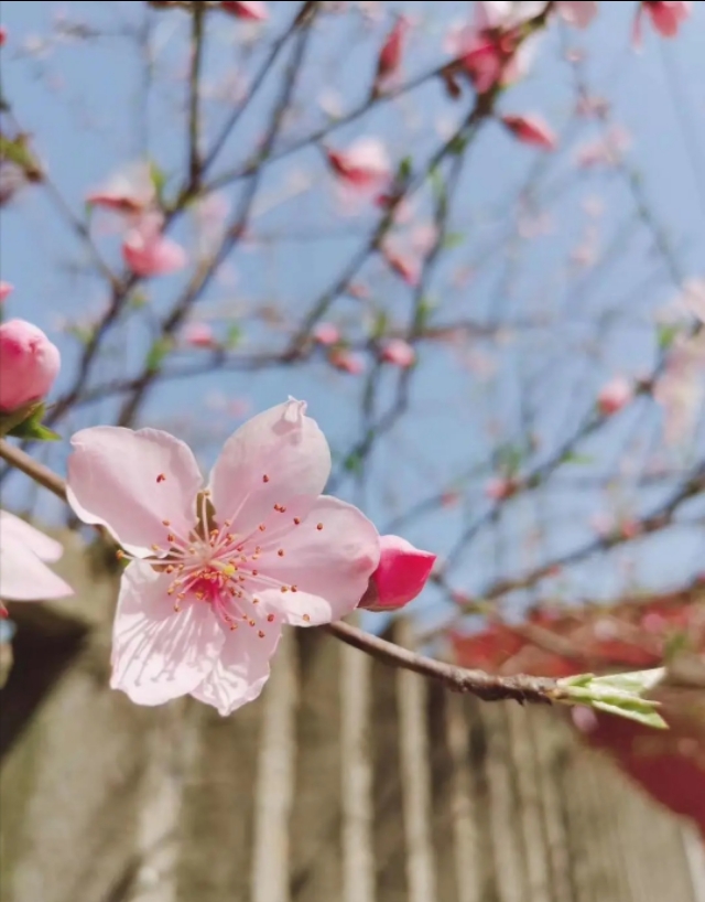 精油成分分类,精油的分类与用法大全