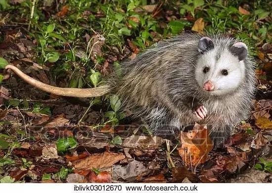 杀死装死的北美负鼠,会装死的猫