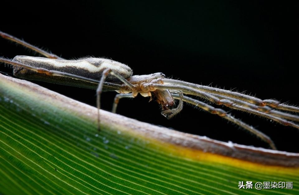 微距拍摄技巧与方法,如何拍摄清晰锐利的微距照片呢