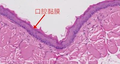 连同事都抢着试的高颜值口喷，用完嘴巴好清新，哈气都是香的