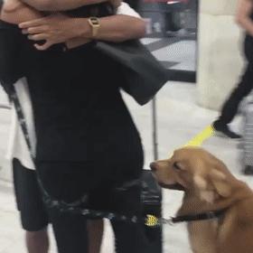 大金毛不听话怎样训练,大金毛根本不听话怎么办