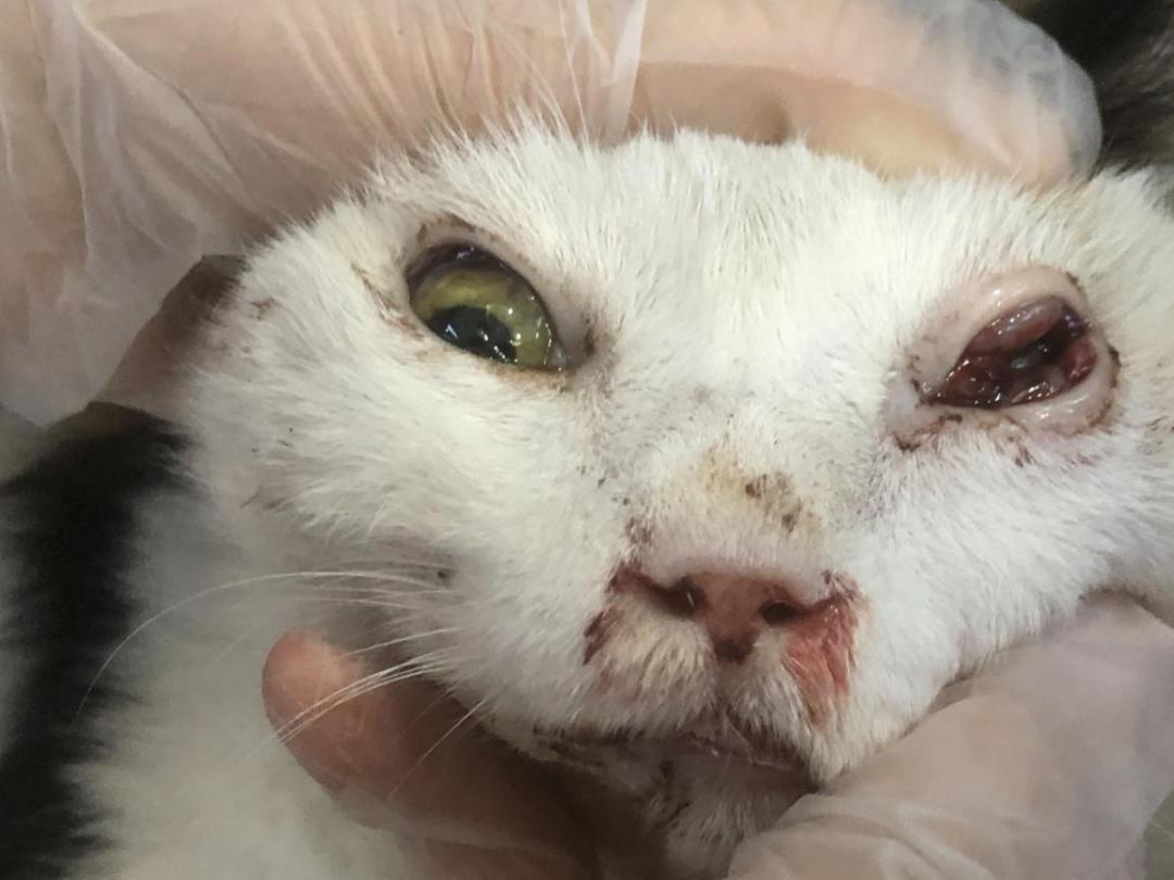 猫咪意外受到重伤怎么治疗,猫咪被车撞了怎么急救