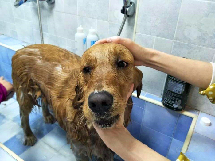 狗狗洗澡不用沐浴露怎么有效洗澡,清洗宠物狗需要几个步骤
