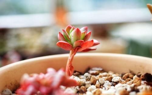 暑假回家多肉怎么办,过年回家浙江多肉如何过冬