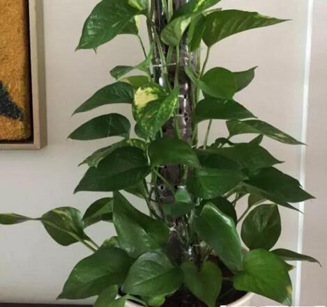 用水瓶培育绿萝,怎样用塑料瓶养吊起来的绿萝