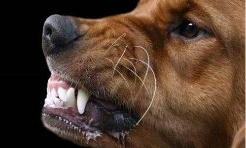 长期被虐待狗狗表情,被虐待的狗狗还能继续养不