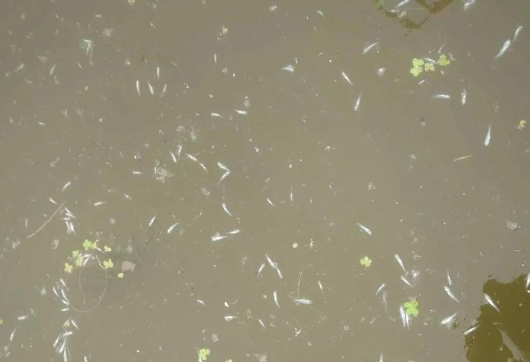 鱼苗白尾什么原因,鱼苗白嘴病的治疗