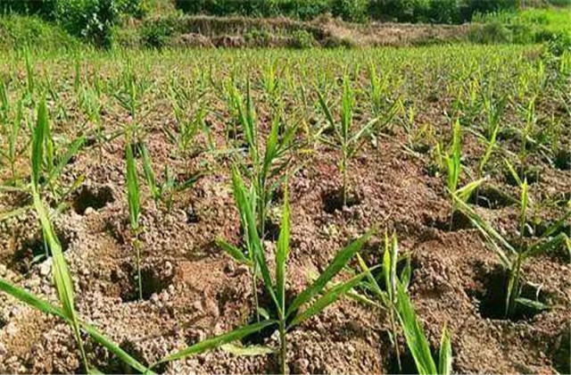 姜芽的种植培育技术,姜芽的正确栽培方法