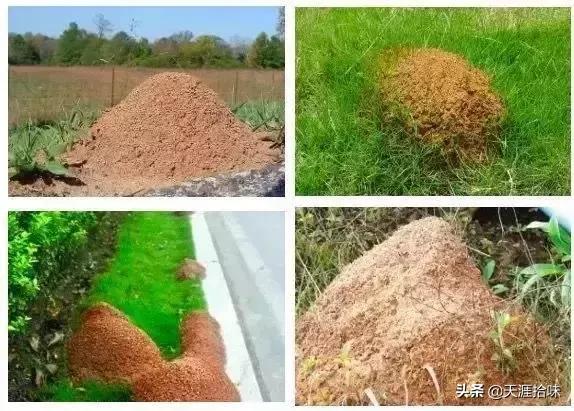 台风来了海岸上很多虫子,台风后出现的虫子