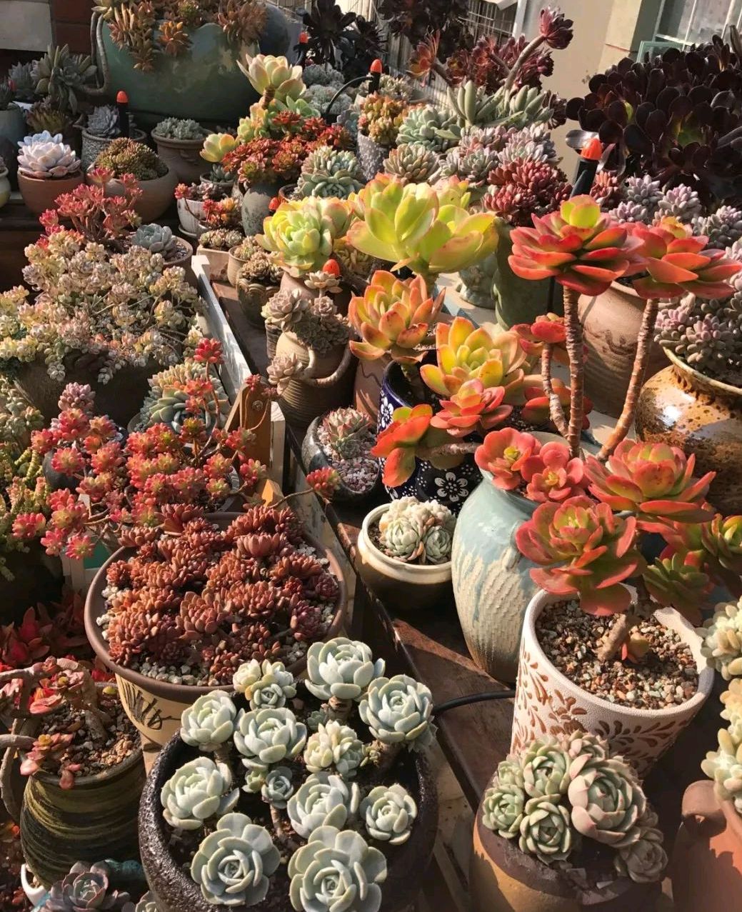 这8种花你不要乱浇水,新手种花品种推荐