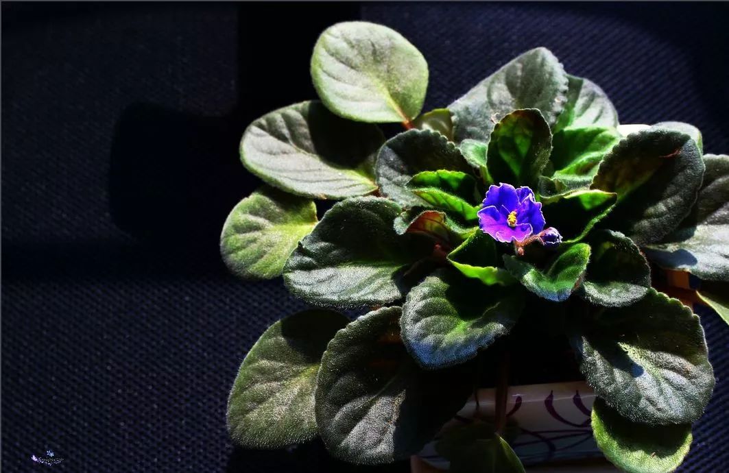 非洲紫罗兰,兼具高贵与易养,稍用心即爆盆