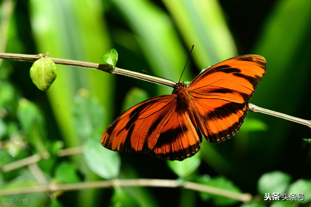 你就是我唇边燃烧的香烟，让我迷醉在你曼妙的缠绵
