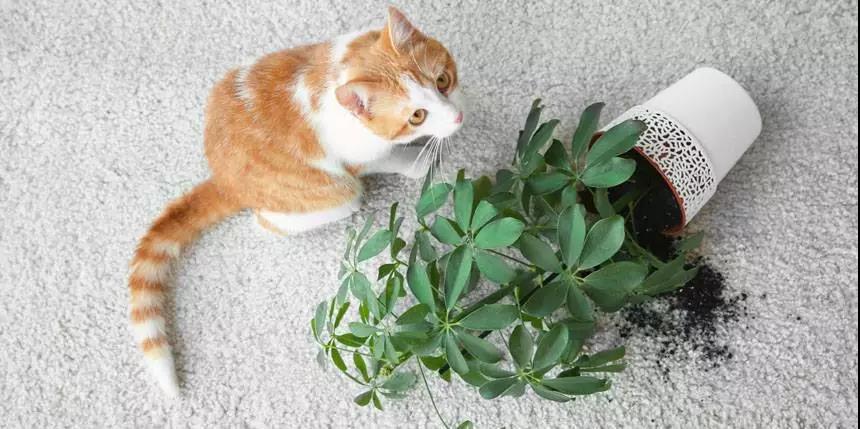 猫咪家庭不能养的植物,猫咪绝对不能碰的5种植物