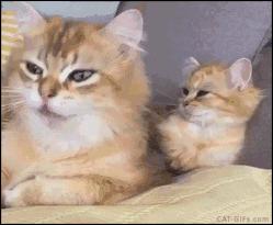 为什么戴隐形眼镜有异物感,戴隐形眼镜有种异物感