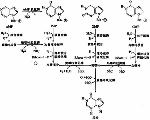 怎样知道痛风尿酸偏高,怎样知道有痛风结晶