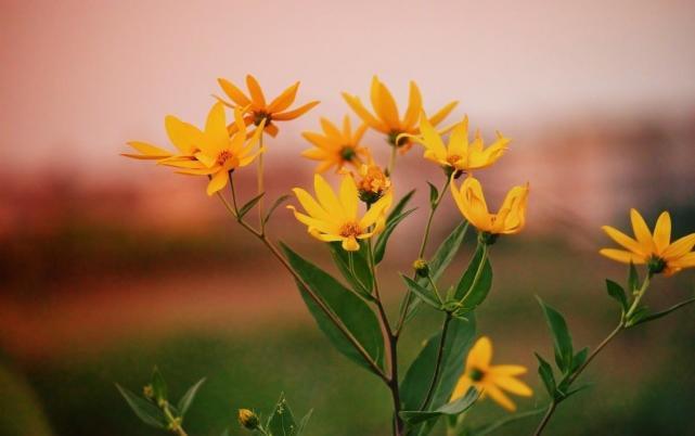 十二星座女温柔撒娇的表现,12星座男生对女生体贴度排行