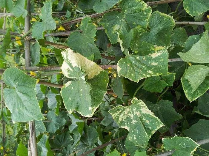 如何防止作物遇到肥害,作物发生肥害怎么补救