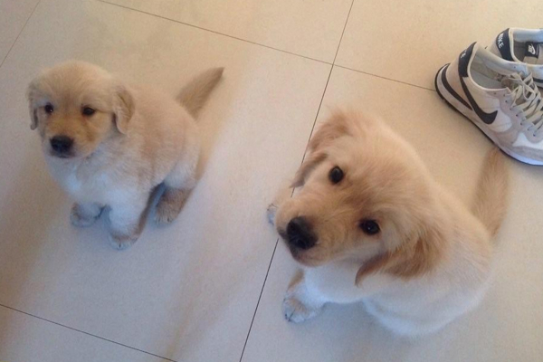 狗狗爱放屁是什么原因呢,狗狗放屁自己知道吗