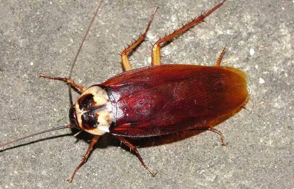 生活中的蟑螂,生活中什么治蟑螂