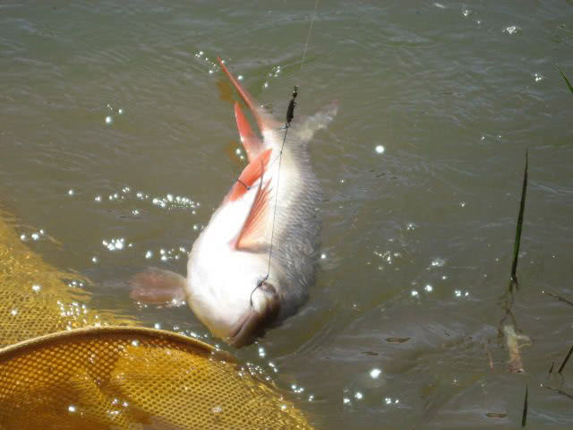 在两广地区，只要有此鱼存在的水域，钓鱼人断竿切线是常有的事