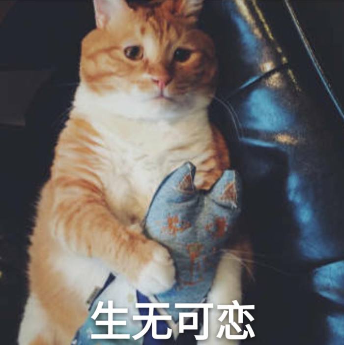 贪便宜花800元买了只蓝猫，一身猫癣还传染给了自己（真实案例）