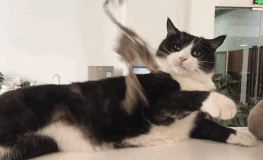 猫故事书籍,猫故事小说