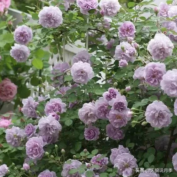 阳台还可以种植什么花种,阳台上也可以种出好看的花