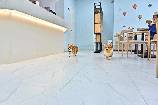 吸屁屁，短腿大耳肉嘟嘟，这家店进去就出不来了…