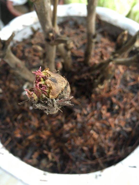 牡丹花籽怎么种才能长出好苗,种植牡丹怎样施肥视频