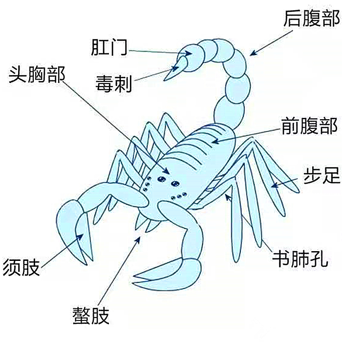 蝎子怎么排泄粪便,蝎子害怕尿吗