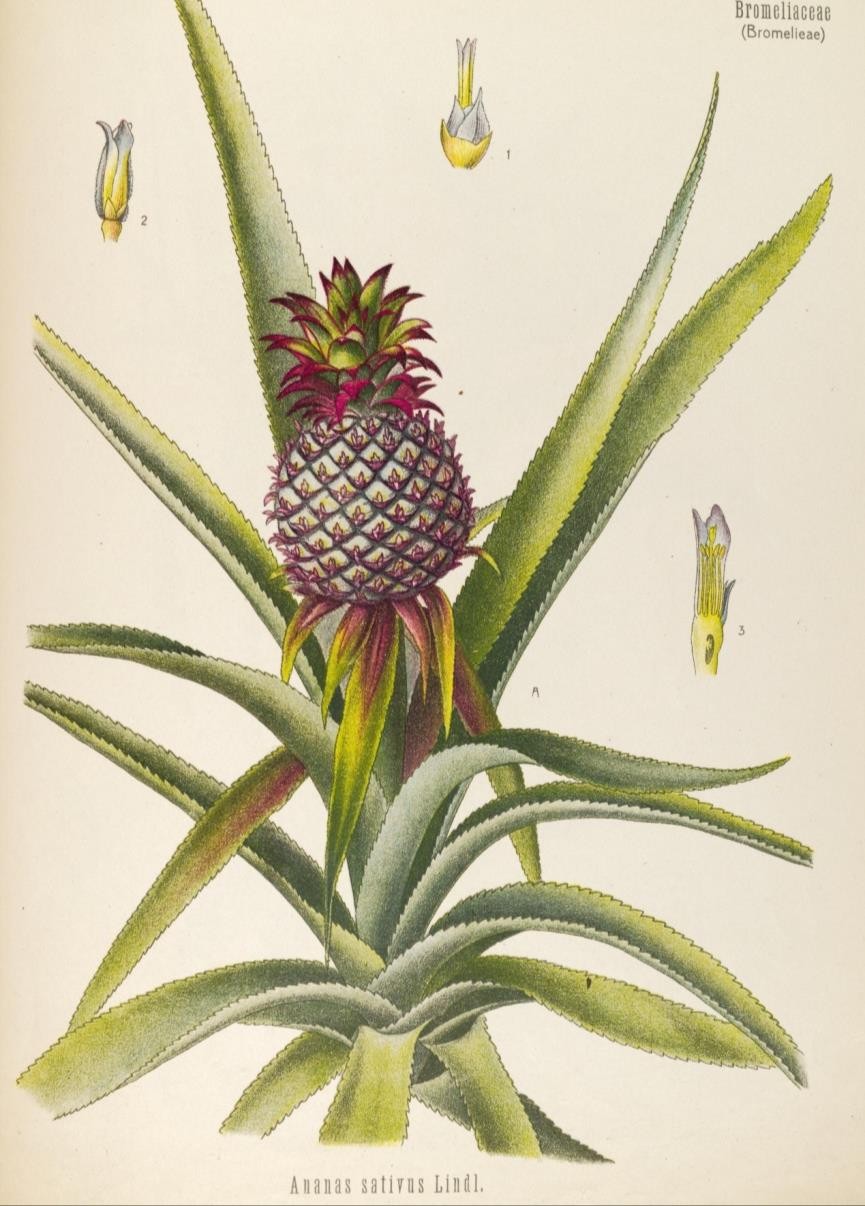 哥伦布发现菠萝,哥伦布航海的影响