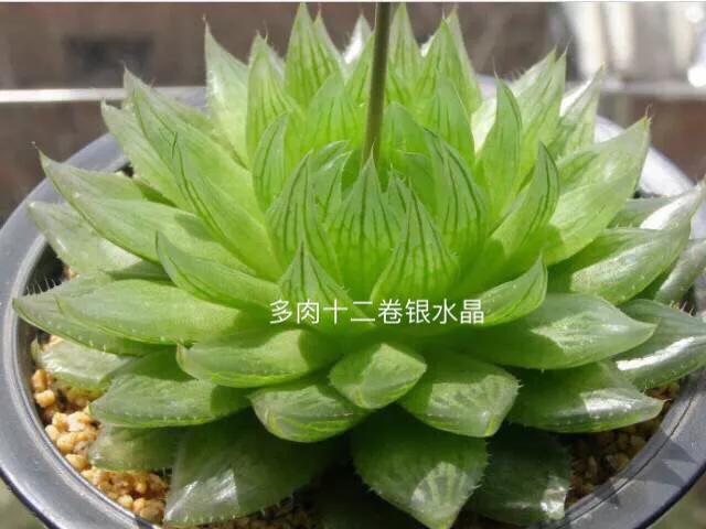 长寿花属多肉类植物,多肉类植物有哪些