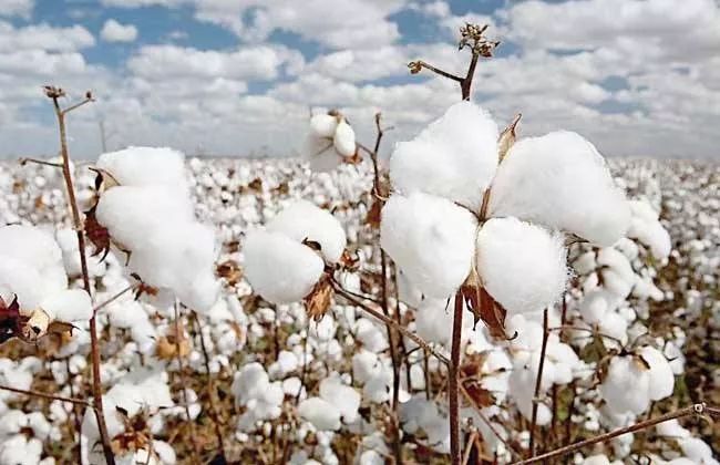 各种被芯的使用年限,各种被芯对比