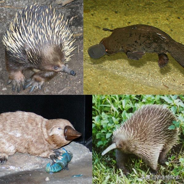 蛋蛋千变万化，就连哺乳动物都生蛋！