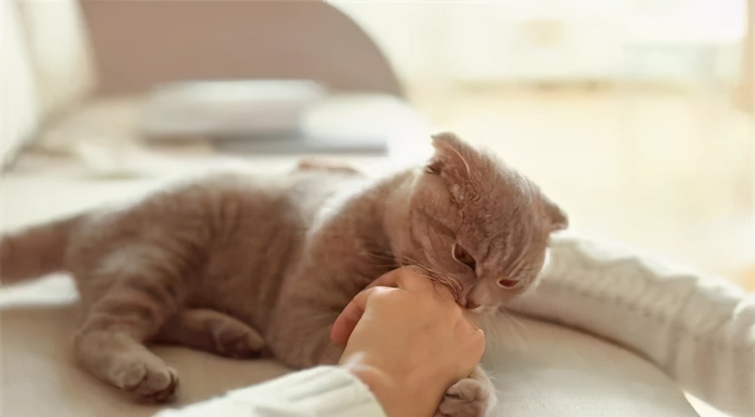 猫咪总是咬人怎么办这几招来教你,猫咪爱咬人怎么办教你一招