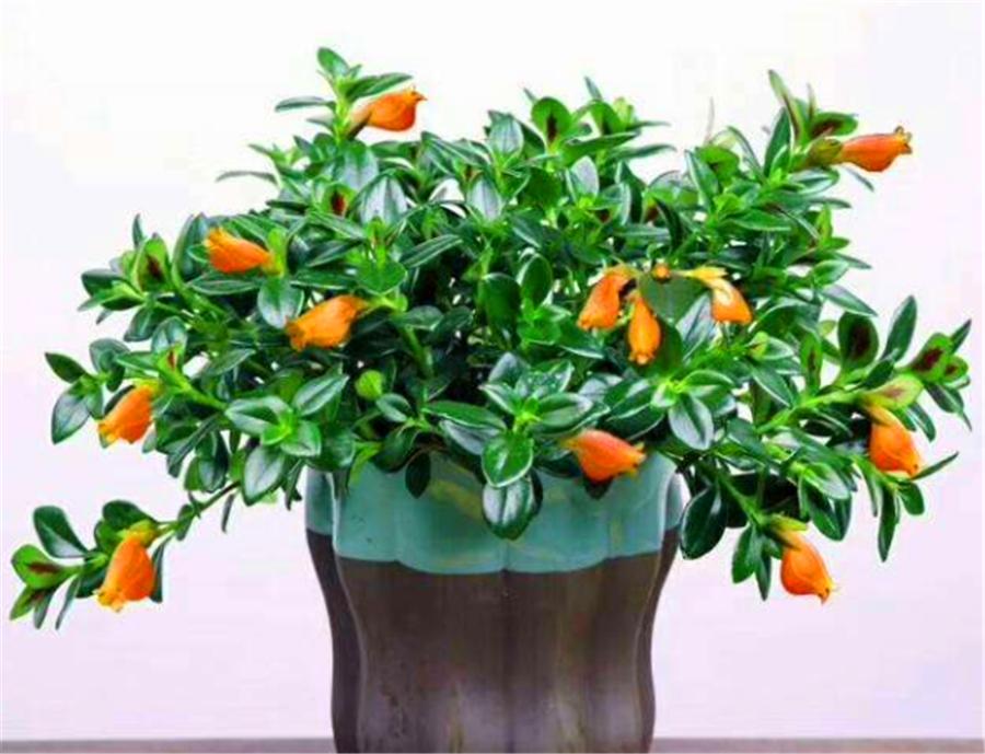 金鱼吊兰冬季可以修剪吗,金鱼吊兰冬季多长时间浇一次水