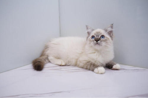 颜值爆表猫,颜值爆表的猫视频