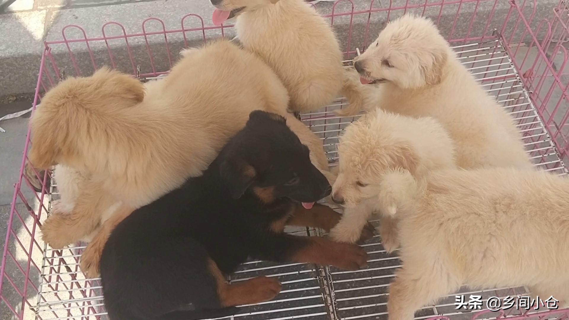 豫东第一大狗市,带你看看周口最大的狗市