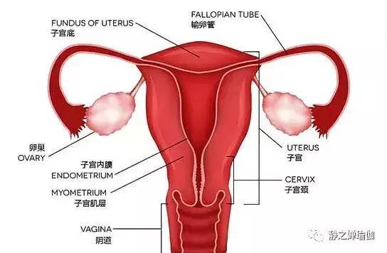 子宫残留垃圾有哪些,子宫垃圾多有什么危害