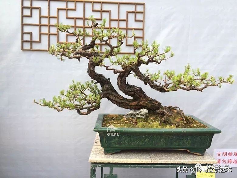 双干树,双干型果树