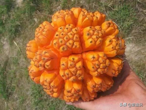 滴血莲花菩提盘玩前后对比效果图,21颗菩提手串盘玩