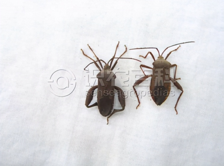 曲胫侎缘蝽,黑胫侎缘蝽
