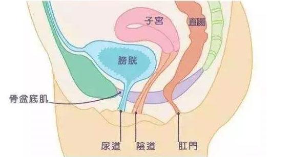 产后第一年你还好吗？盆底肌受损危害有多大，你知道吗？