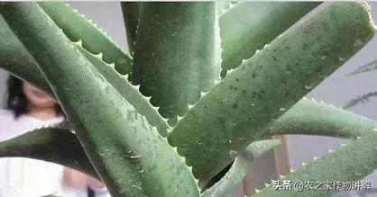 芦荟揭秘,关于芦荟的历史和现状研究报告