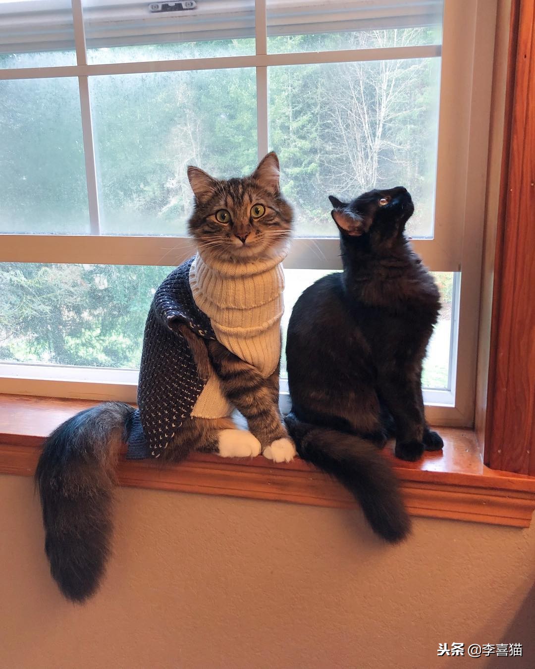 猫咪多大可以吃化毛膏和营养膏,猫咪营养化毛膏