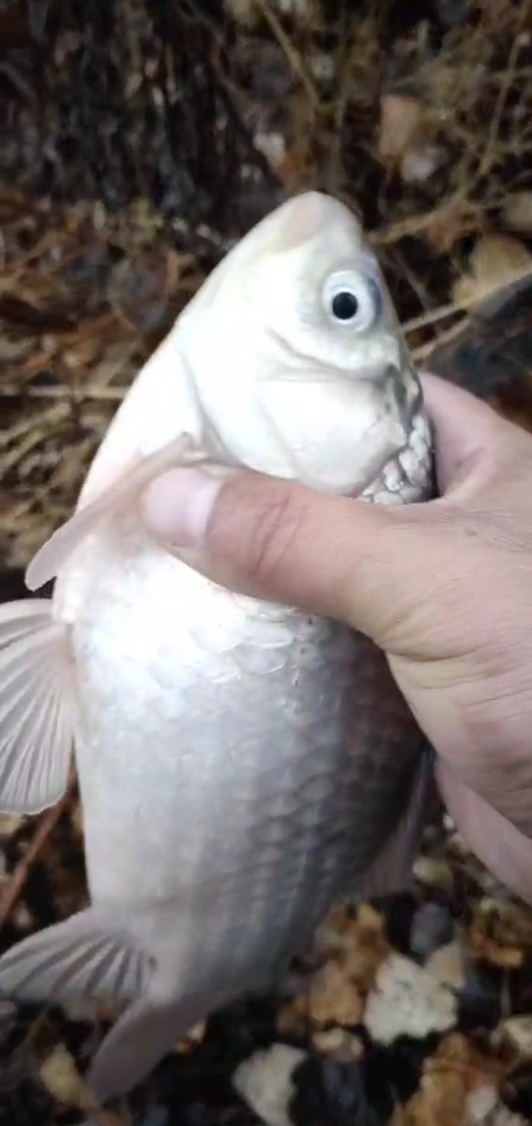 钓鱼的这几大好处，一定要让不钓鱼的人熟知（上）