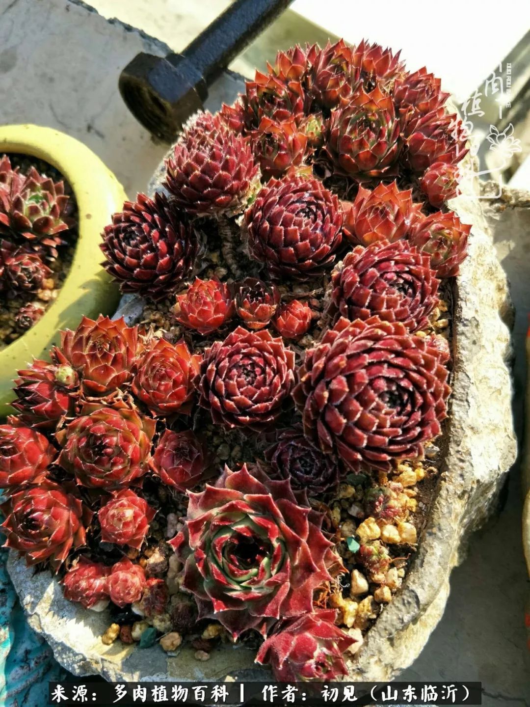 四季颜值在线的多肉,多肉的每一天