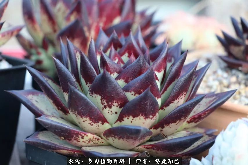 小警察的乌木：红与黑的霸气之美！